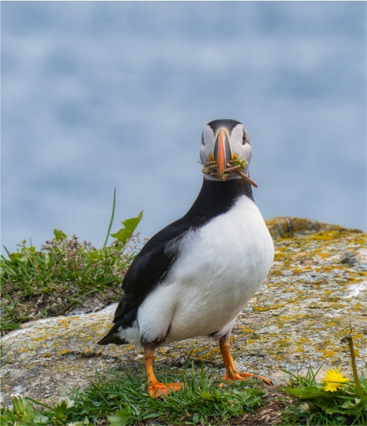 Puffin with fish in mouth