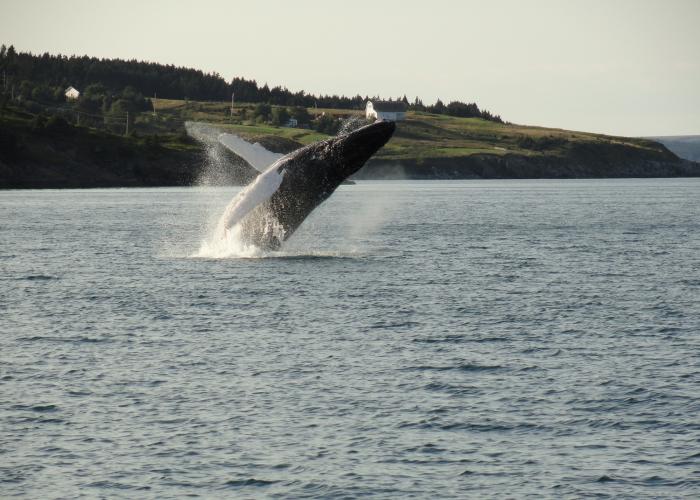 Whale breaching and splashing in the ocean.