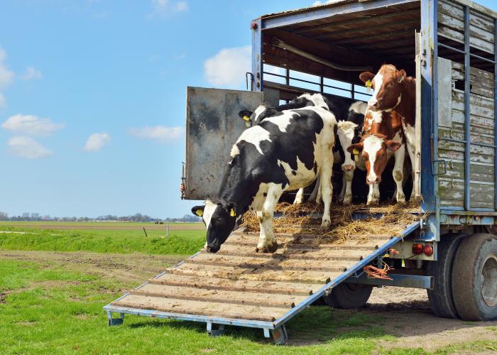 Shipping Livestock Thumbnail
