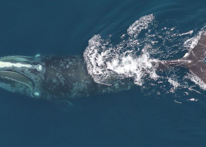 North Atlantic right whale feeding