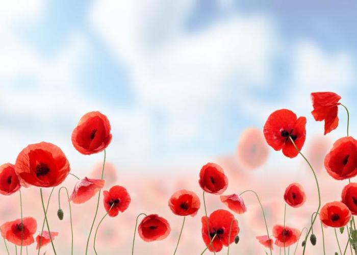 poppies with blue cloudy sky