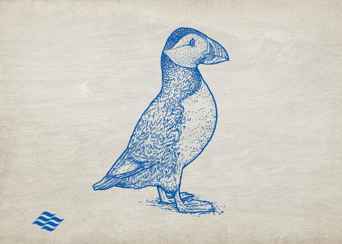 blue puffin on parchment paper textured background