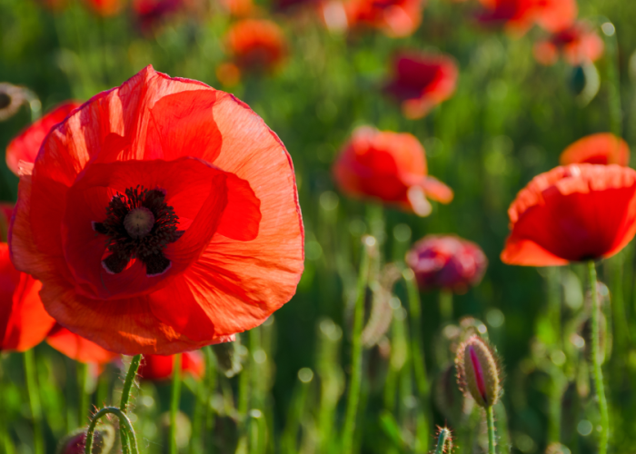 poppies