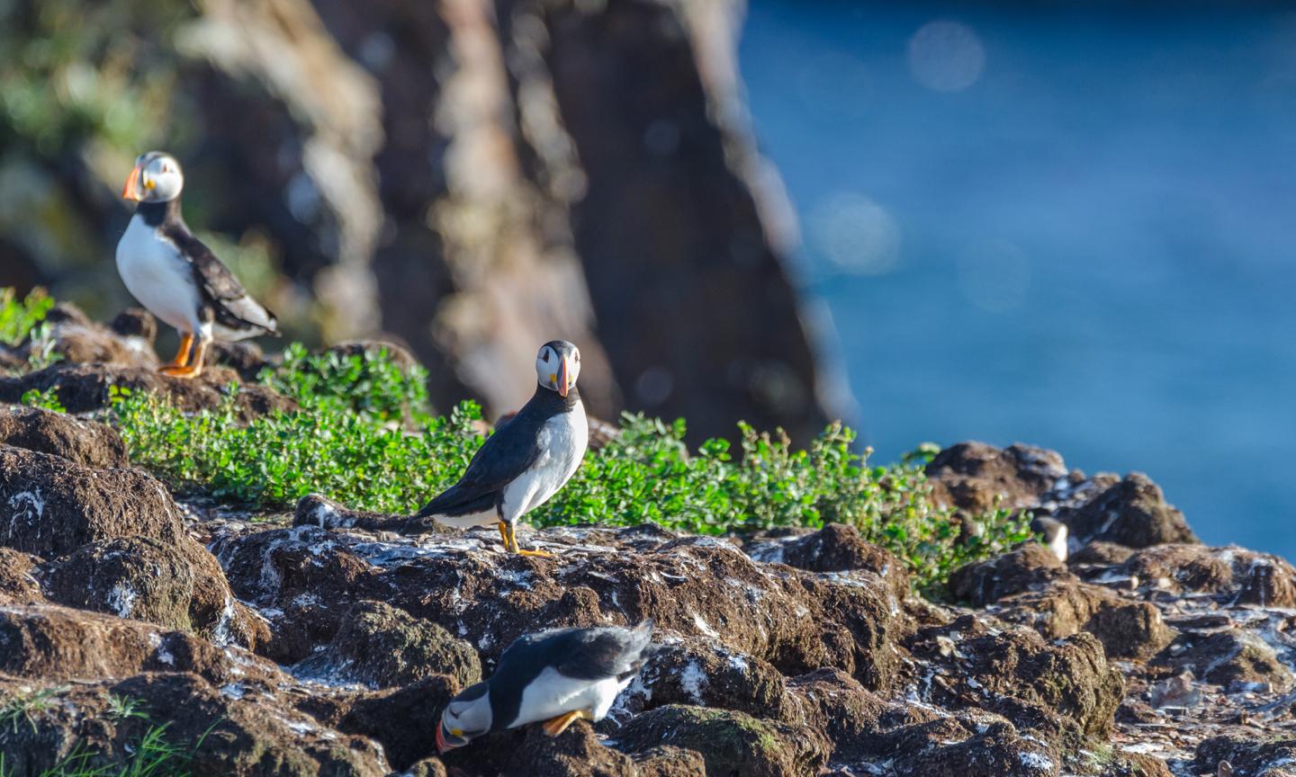 Atlantic puffins perched on a rocky surface in bright sunlight, their orange beaks and black-and-white plumage visible against an ocean backdrop.