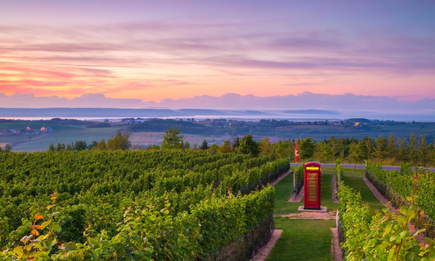 Rows of grapevines at a vineyard at dawn, with a red telephone box and Canadian flag between the rows, overlooking a valley under a pink and purple sky.