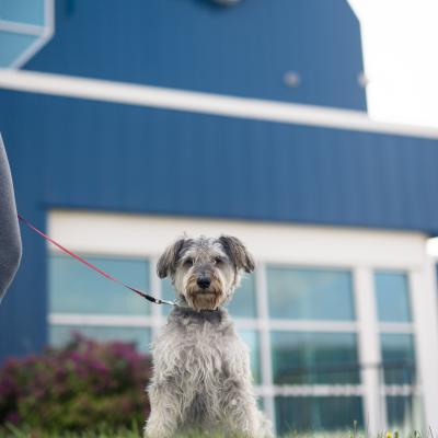 Dog at Port aux Basques Terminal-Chien au terminal du Port aux Basques