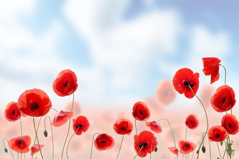 poppies with blue cloudy sky