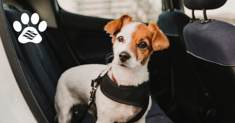 a dog wearing a dark harness sits in the backseat of a car