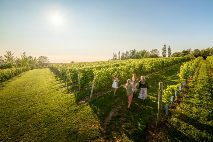 group of people walk through green lush vineyard