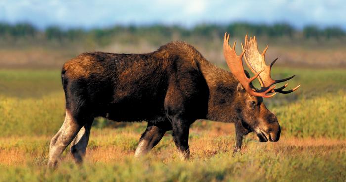 Moose grazing