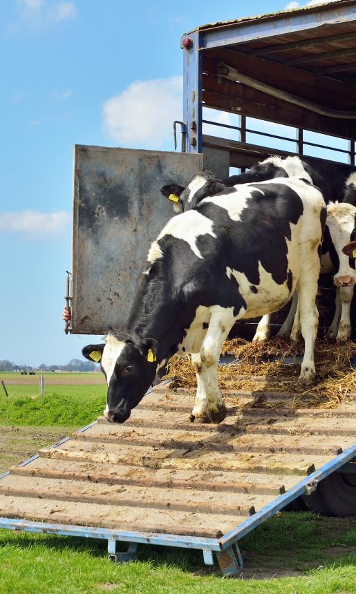 Cattle exiting a transport trailer.