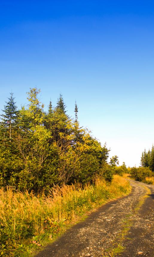 A breathtaking trail surrounded by forest trees and bushes