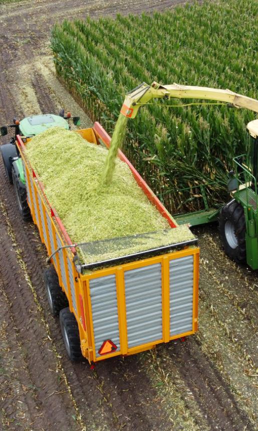 Silage being added to a farming trailer. L'ensilage est ajouté à une remorque agricole.