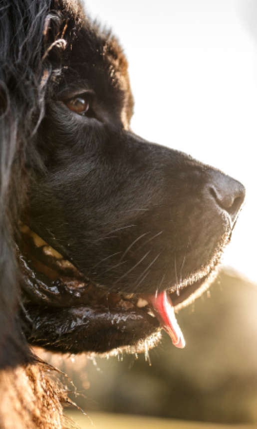 close up of black newfoundland dog with its tongue out